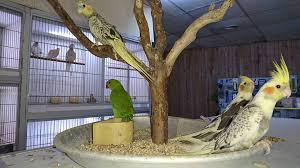 Aqua Corail Cahors animalerie spécialisée aquariophilie et animaux de compagnie